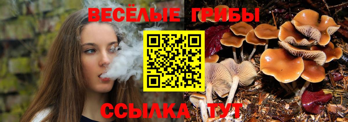 Псилоцибиновые грибы Psilocybe Топки